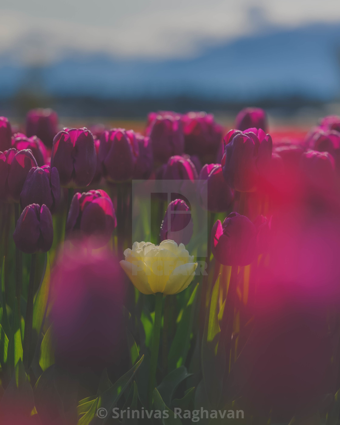 "Lonely Tulip" stock image