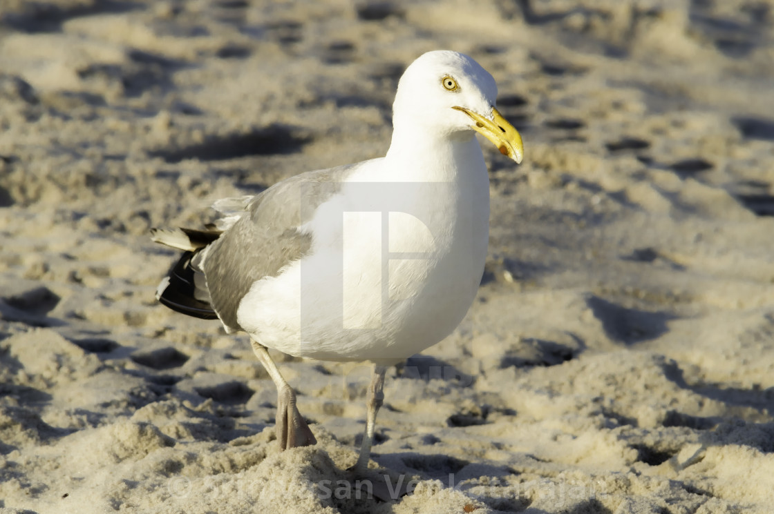 "Bird with Yellow Beak" stock image