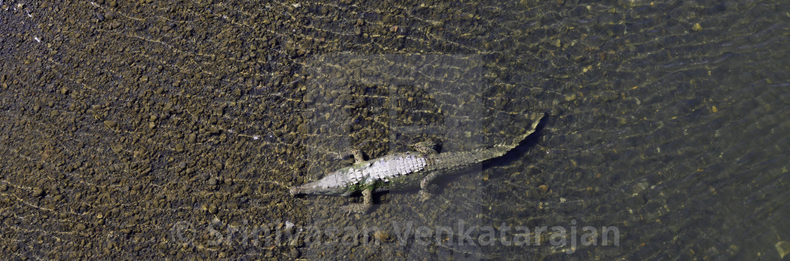 "Crocodile Under Water Seen from Above" stock image