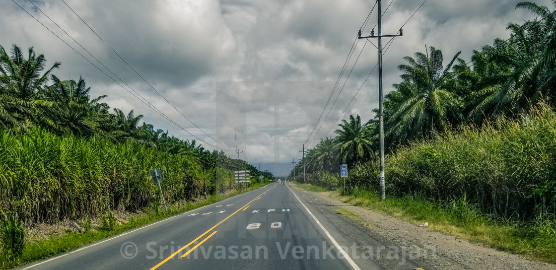 "Sugarcane Plantation on Either Side" stock image