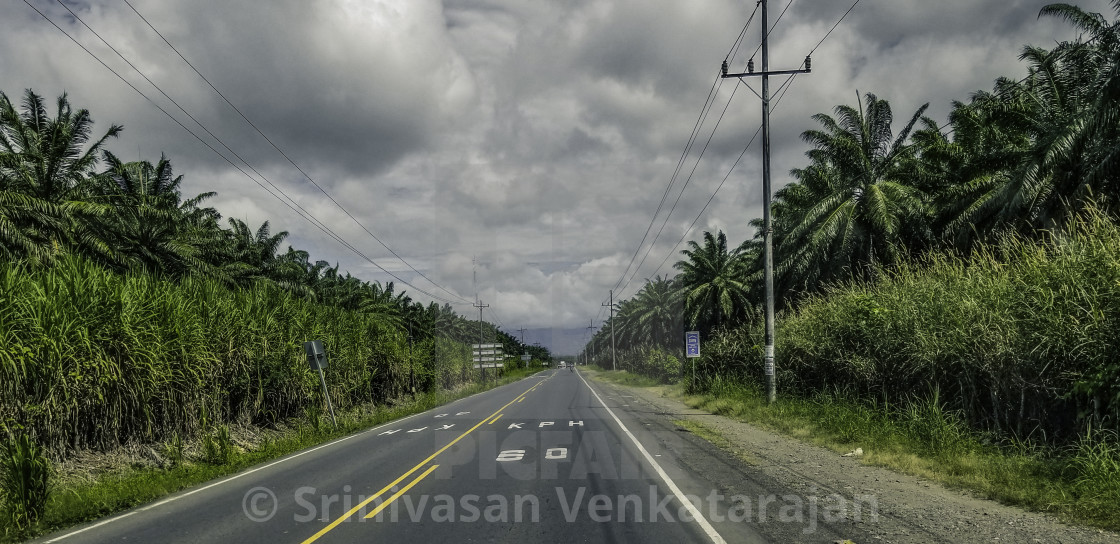 "Sugarcane Plantation on Either Side" stock image