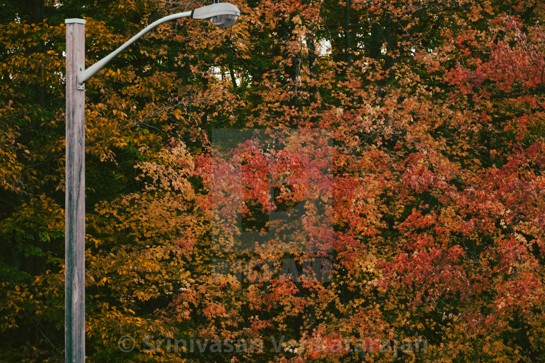 "Street Light and Fall colors" stock image