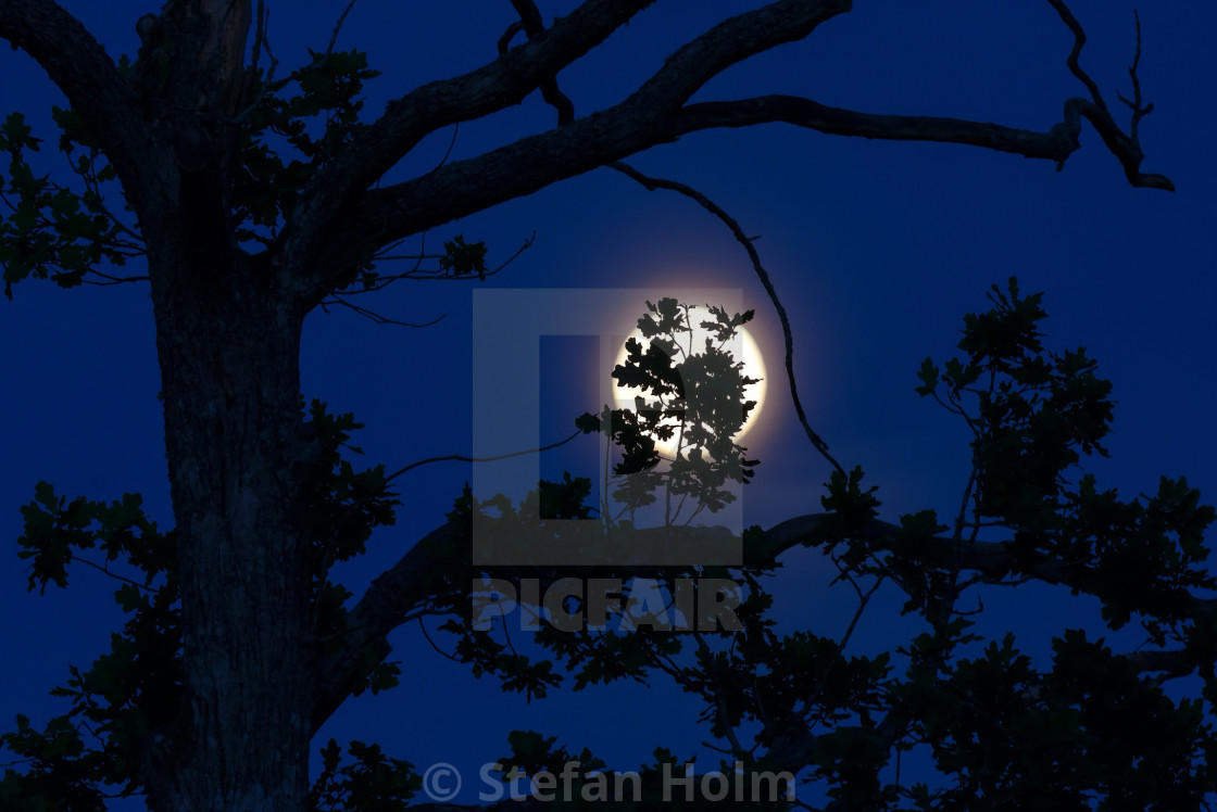 "Oak leaves silhouetted Against full moon" by Stefan Holm - $6.32 "Oak leaves silhouetted Against full moon" stock image