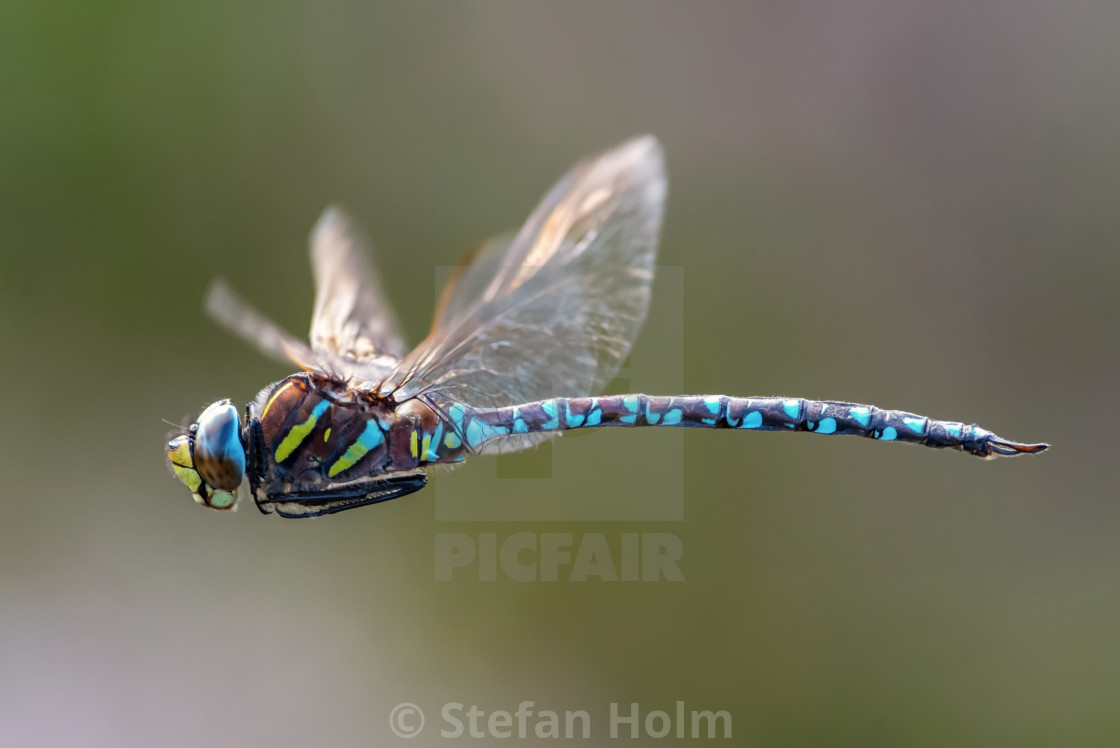 "Dragonfly in flight" stock image