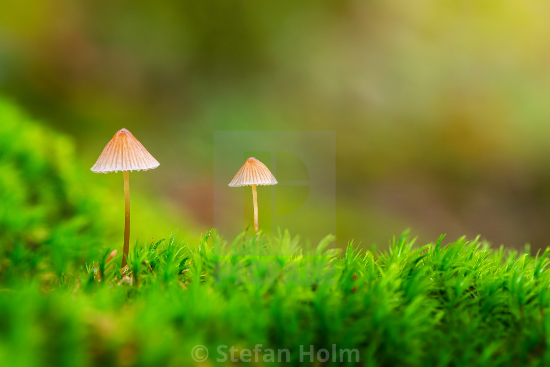 "Two small mushrooms in green moss" by Stefan Holm - $6.34 "Two small mushrooms in green moss" stock image