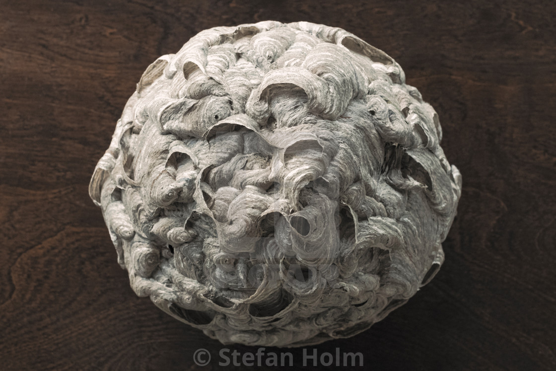 "Wasps or Hornets nest taken down from roof during autumn" by Stefan Holm - $6.32 "Wasps or Hornets nest taken down from roof during autumn" stock image