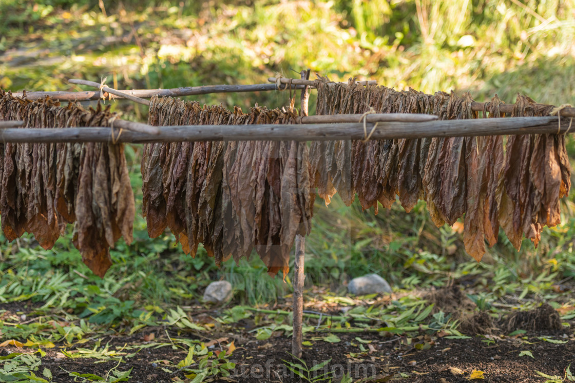 "Tobacco drying at the park Skansen in Stockholm" by Stefan Holm - $6.34 "Tobacco drying at the park Skansen in Stockholm" stock image