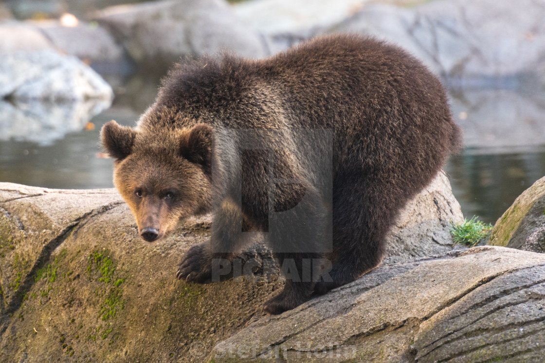 "Brown bear cub at Skansen open air museum" by Stefan Holm - $6.32 "Brown bear cub at Skansen open air museum" stock image