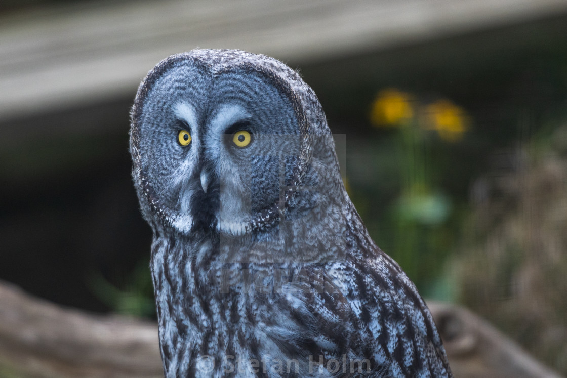 "Great grey owl at Skansen open air museum." by Stefan Holm - $6.29 "Great grey owl at Skansen open air museum." stock image