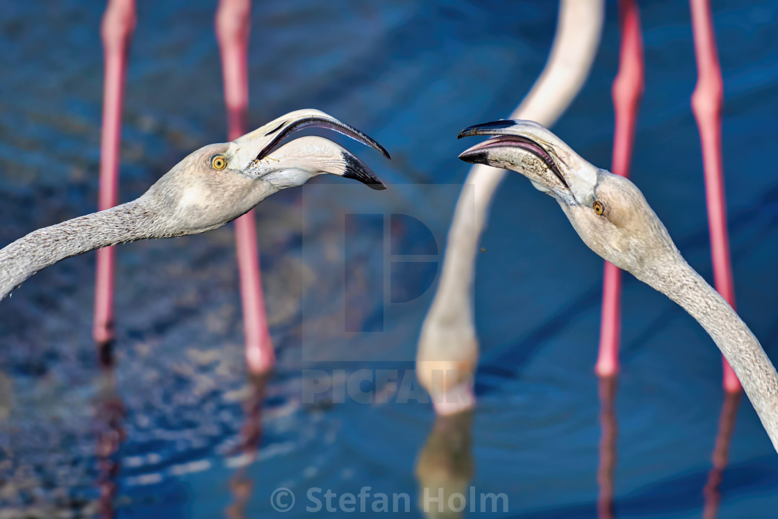 "White flamingos fighting with open beaks in closeup" by Stefan Holm - $6.29 "White flamingos fighting with open beaks in closeup" stock image