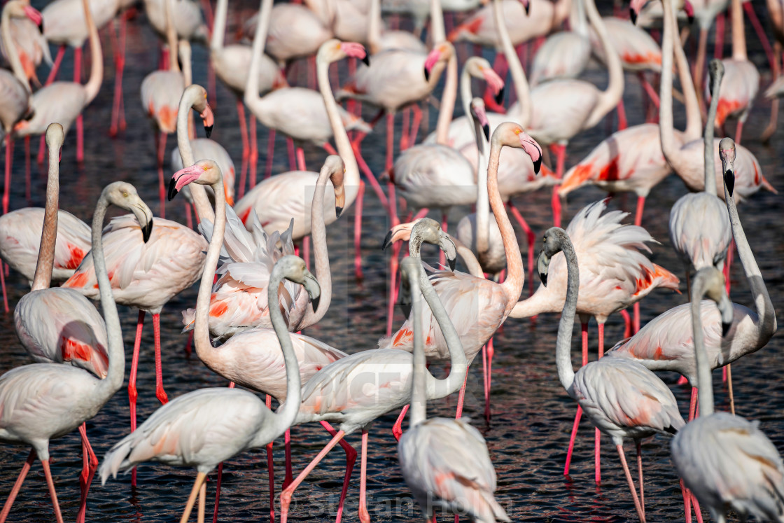 "White flamingos in the waterfront searching for food" by Stefan Holm - $6.32 "White flamingos in the waterfront searching for food" stock image