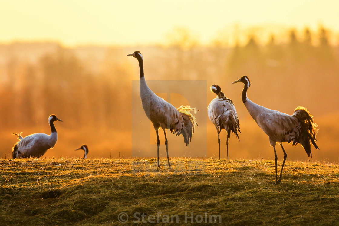 "Group of crane birds in the morning on wet grass" stock image
