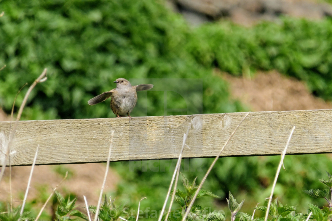 "A dunnock on a fence" stock image