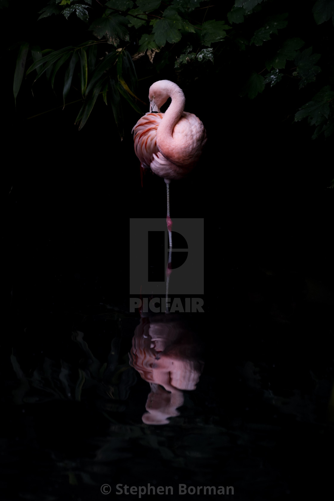 "Flamingo" stock image