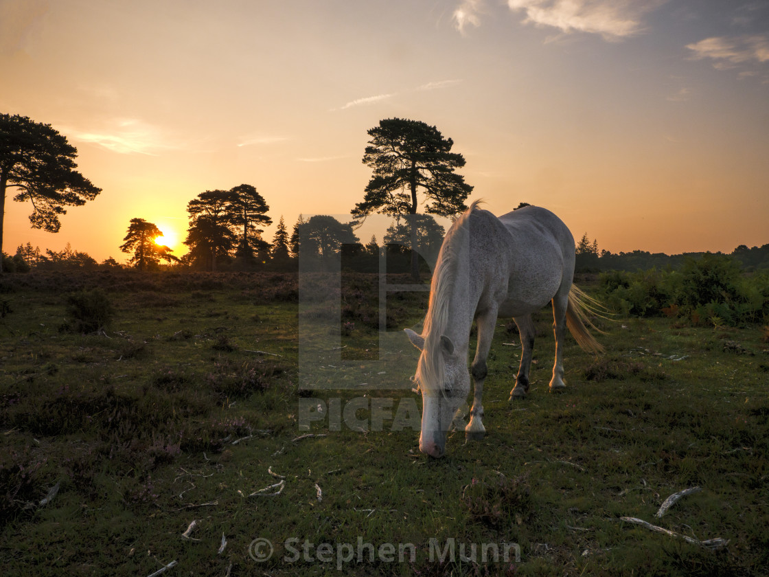 "Rockford Common Dawn Horse" by Stephen Munn - £15.00 "Rockford Common Dawn Horse" stock image