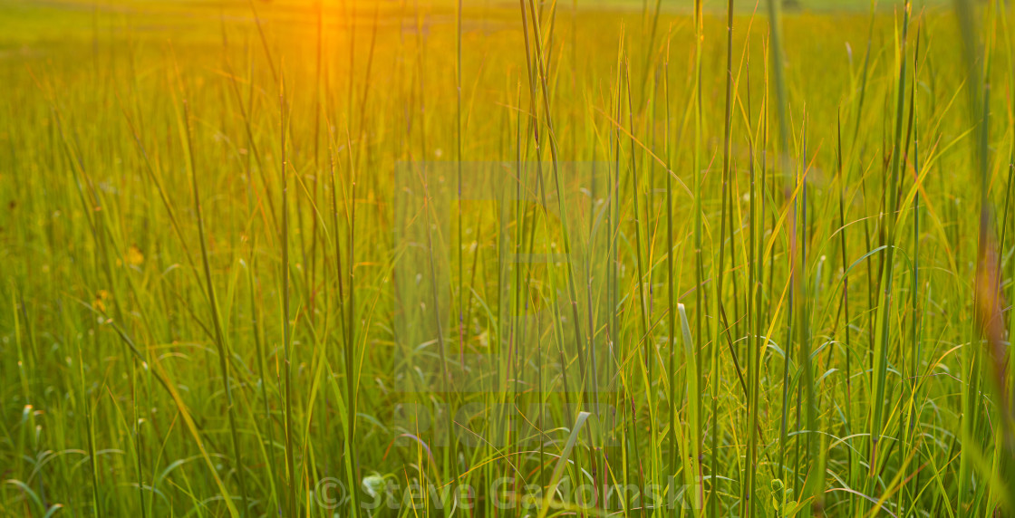 "Sunset Over Nachusa Grasslands" stock image