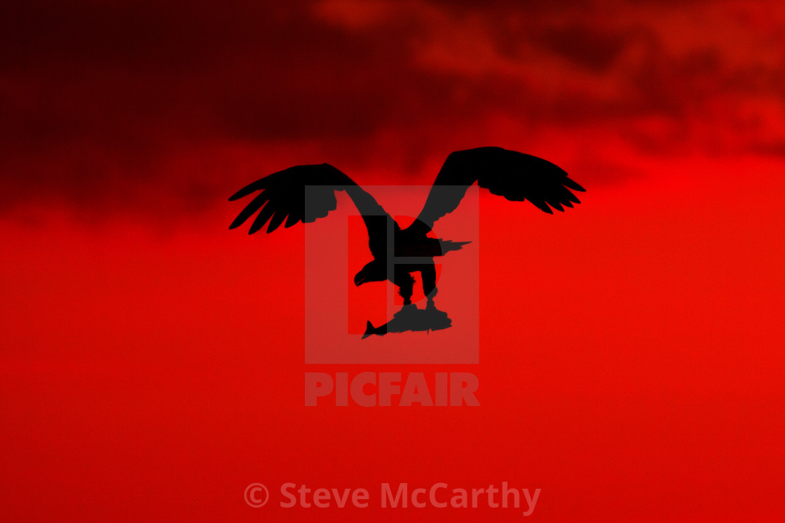 Steve Mccarthy Digital Downloads Prints