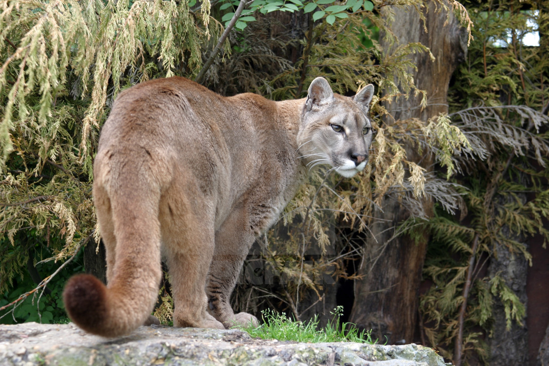 "Cougar" stock image