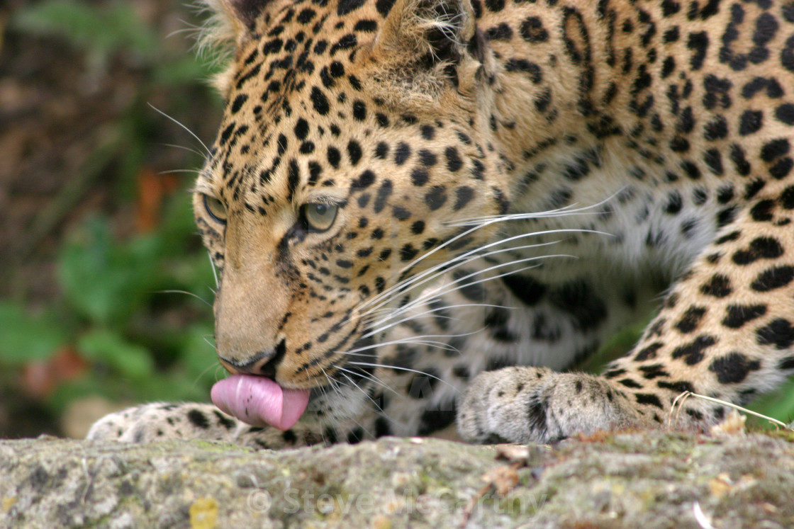 "Leopard" stock image