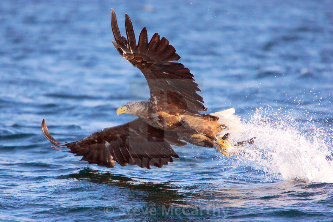 "White Tailed Sea Eagle" stock image