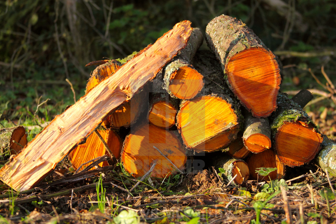 "Log pile" stock image