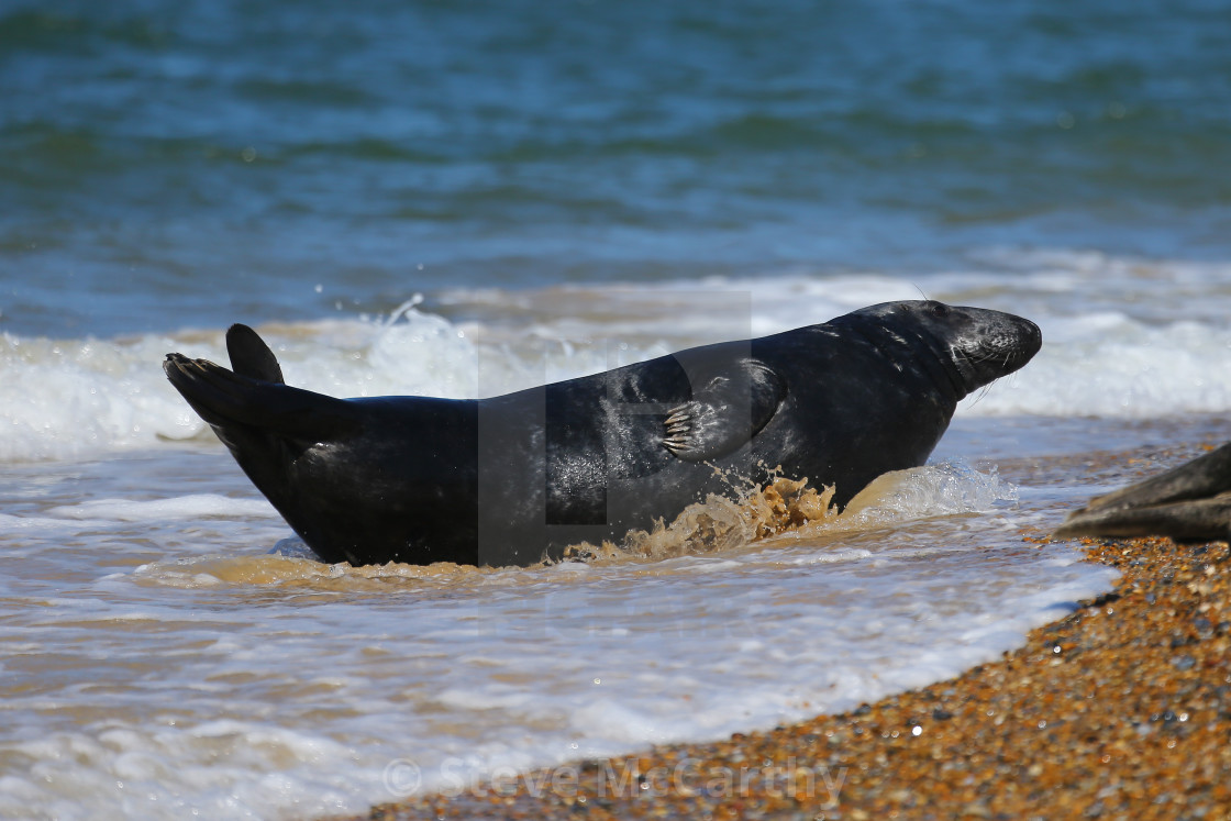 "Grey Seal" stock image