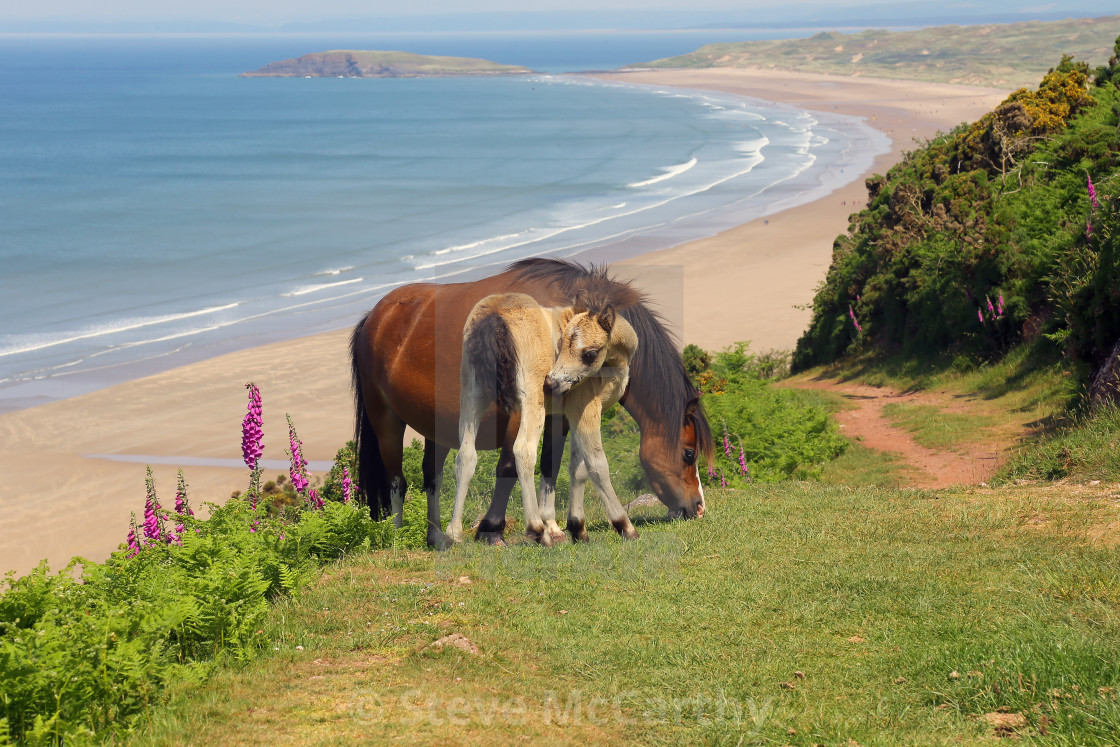 "Wild ponies at Rhossili Bay" stock image