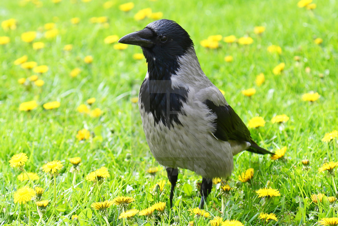 "Hooded Crow" stock image