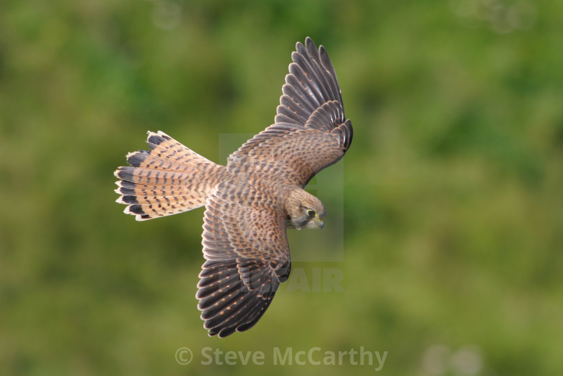 "Kestrel in flight" stock image