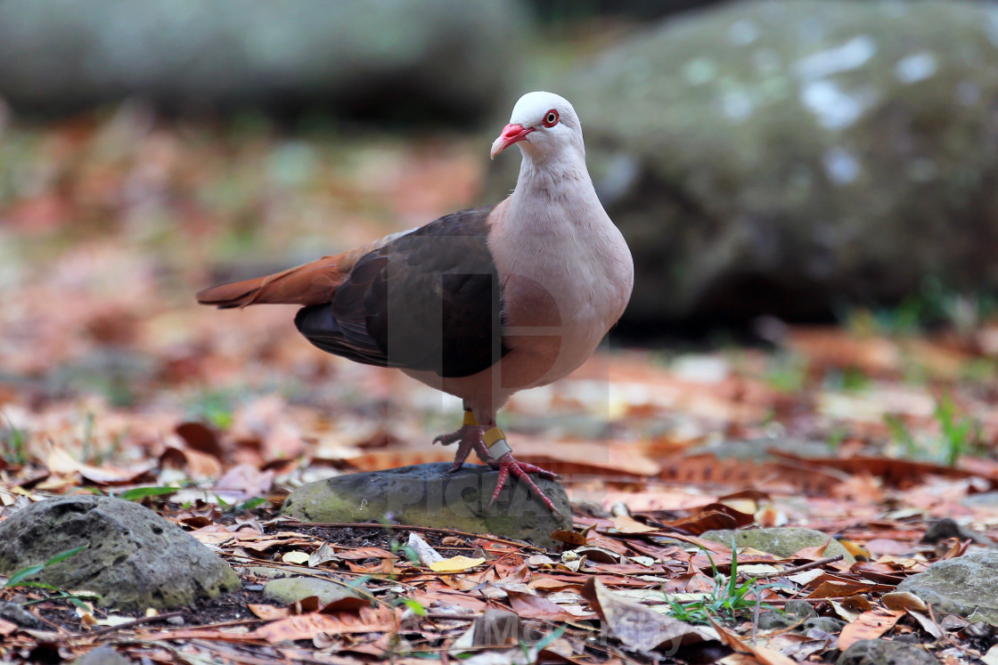 "Mauritius pink pigeon" stock image