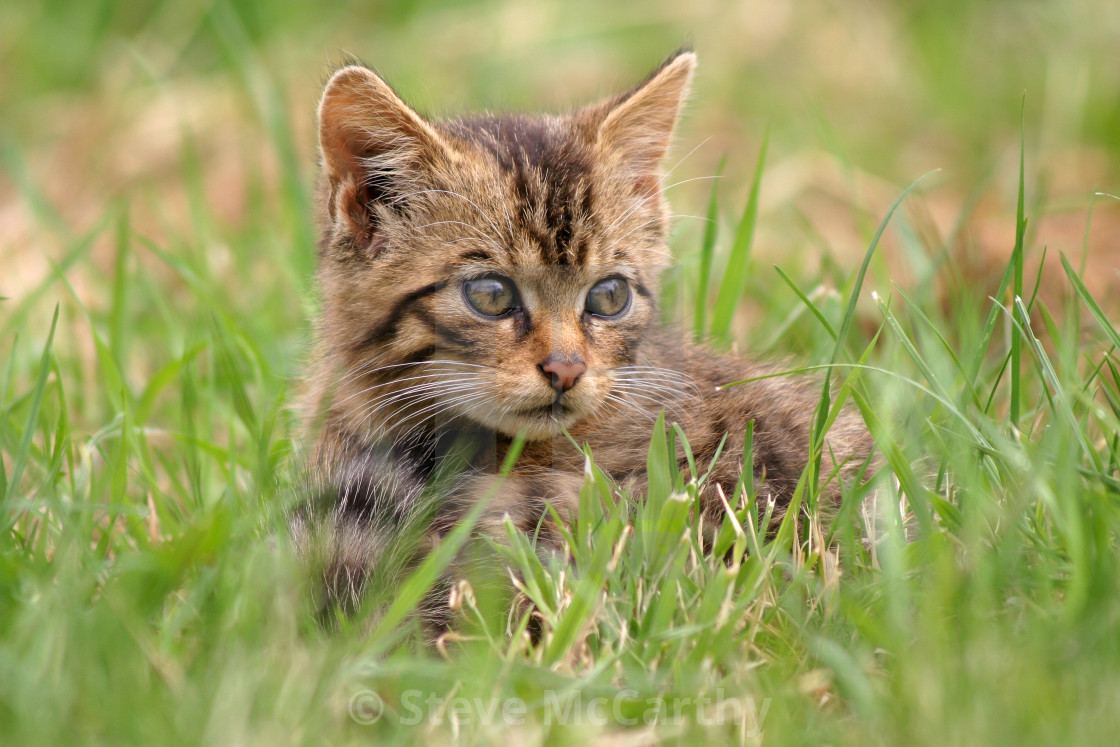 "Scottish wildcat kitten" stock image