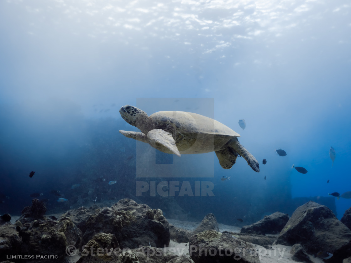 "Hawaiian Sea Turtle at Kahe Point" by Steven Apsley Photography - $22.73 "Hawaiian Sea Turtle at Kahe Point" stock image