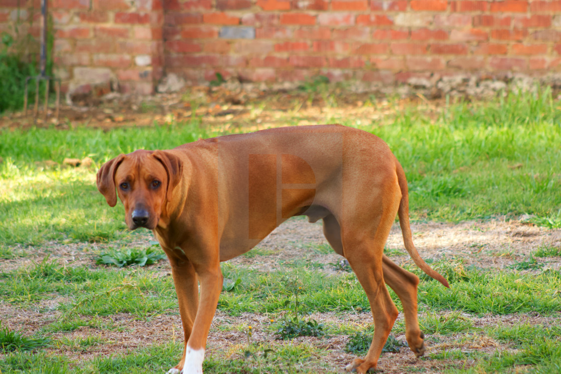 rhodesian lion dog