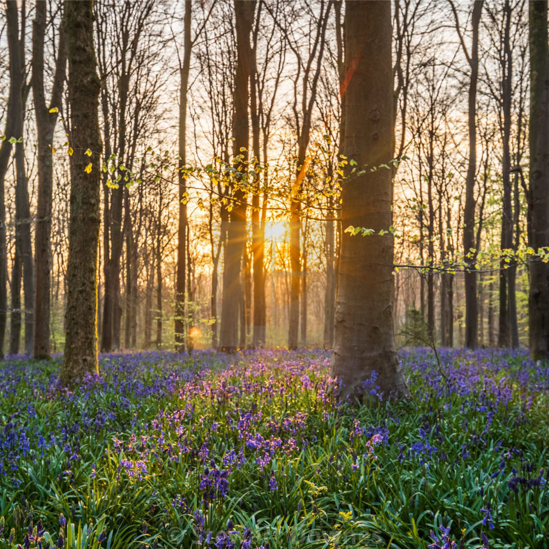 "Bluebell sunrise" by Stewart Downes - £24.80 "Bluebell sunrise" stock image