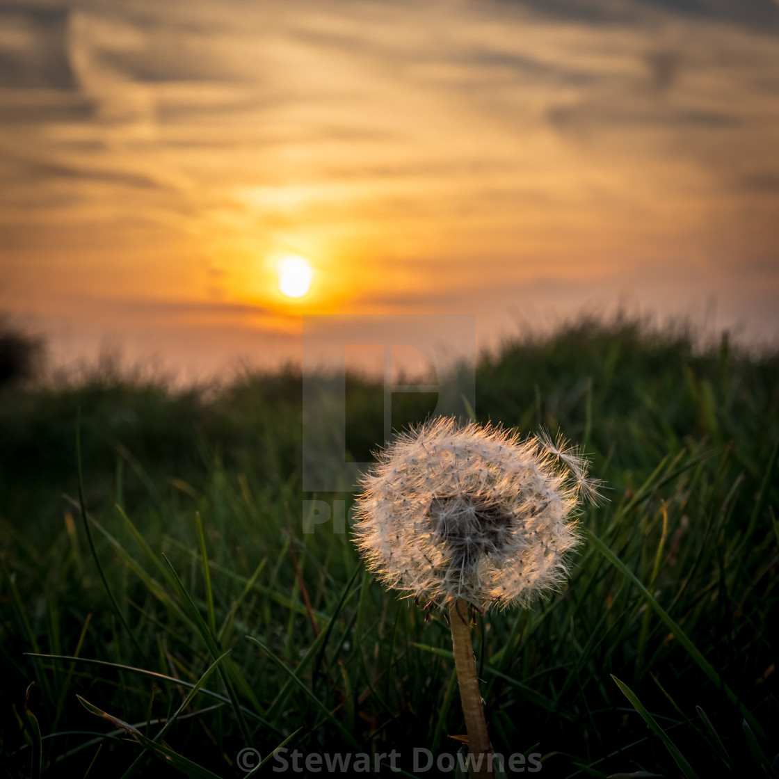 "Dandelion sunset" by Stewart Downes - £24.80 "Dandelion sunset" stock image