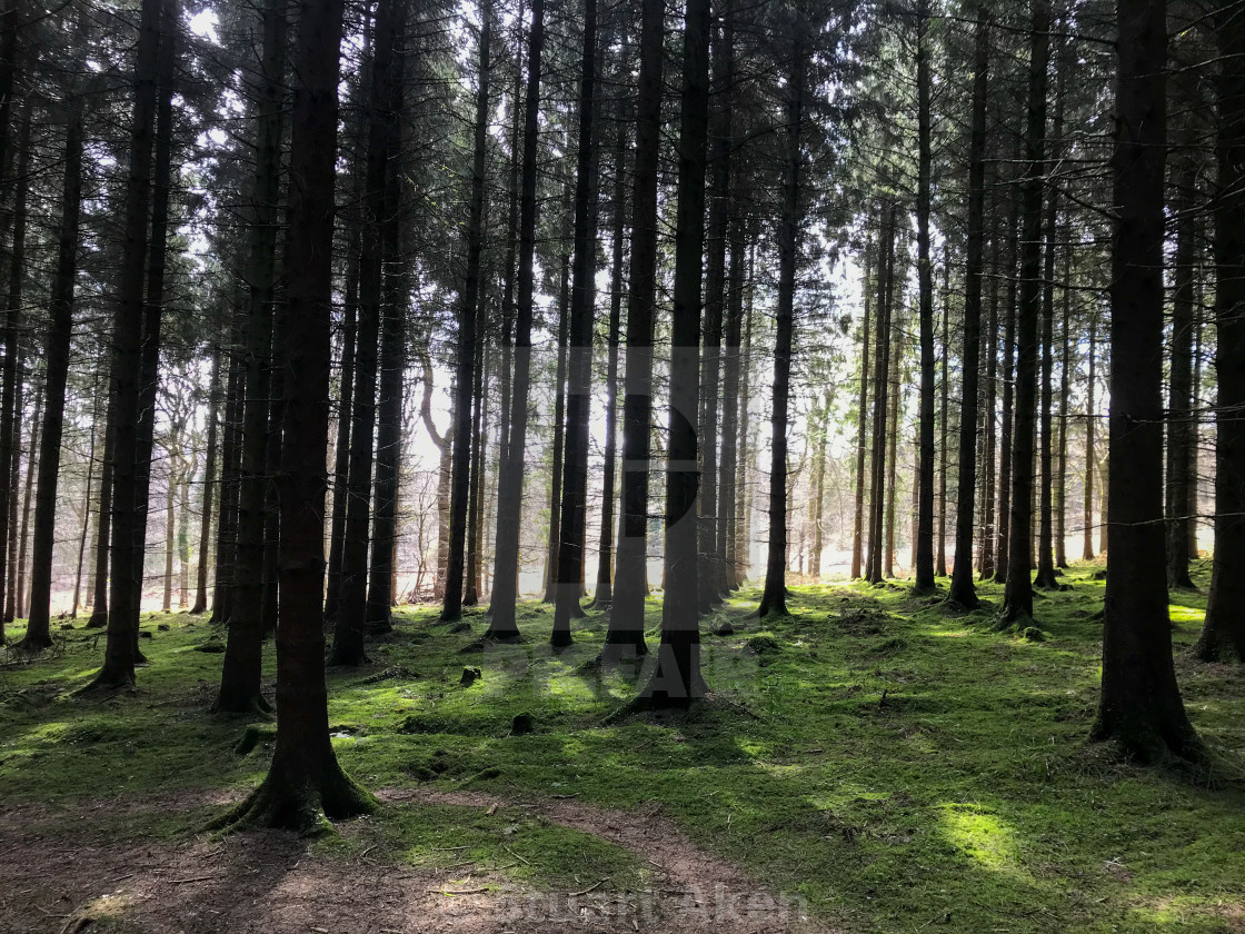 "Forest Walk No15" stock image