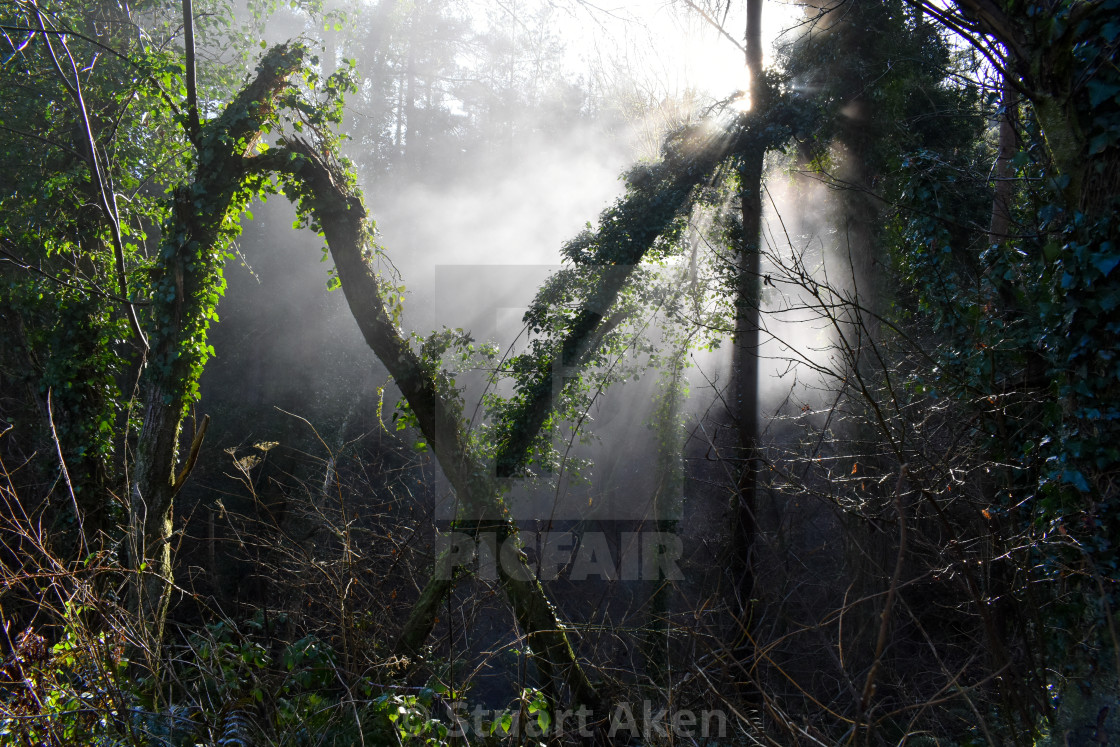 "Misted Forest No2" stock image