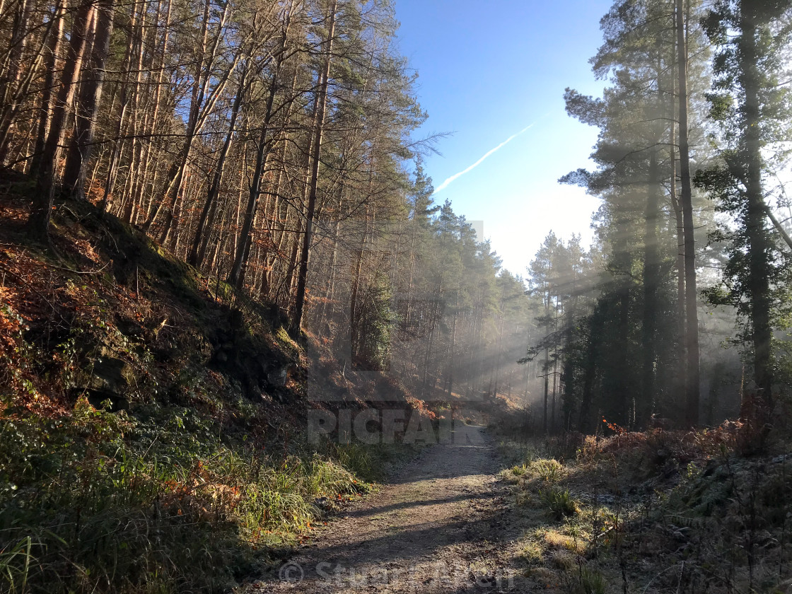 "Misted Forest No10" stock image