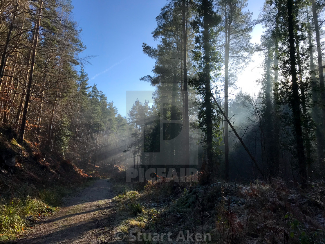 "Misted Forest No11" stock image