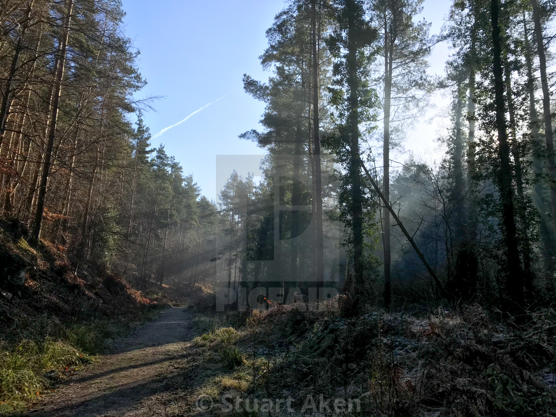 "Misted Forest No12" stock image