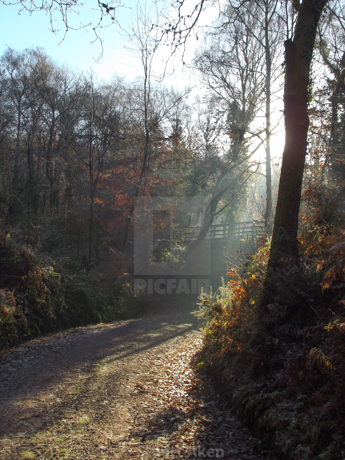 "Misted Forest No18" stock image