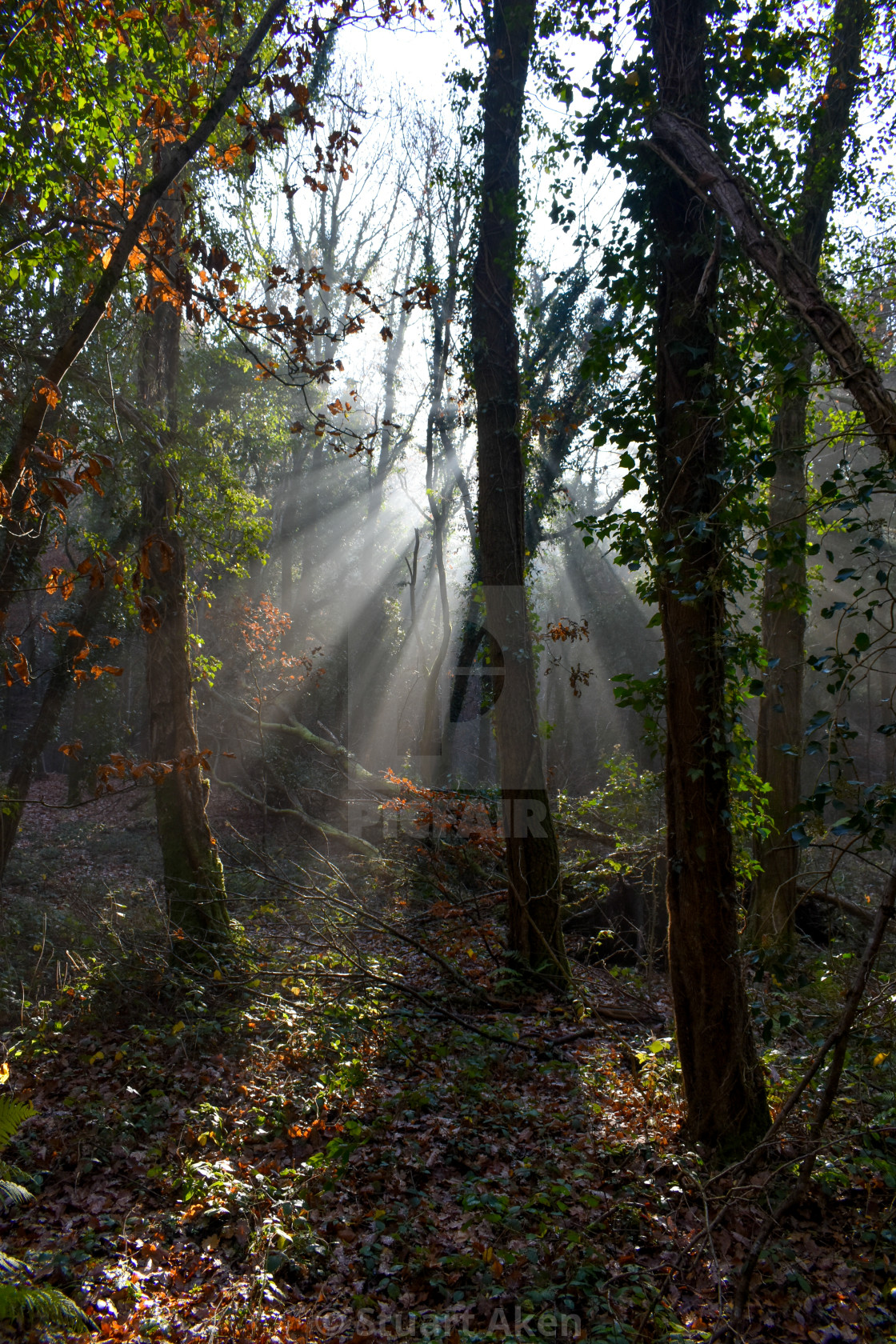 "Misted Forest No19" stock image