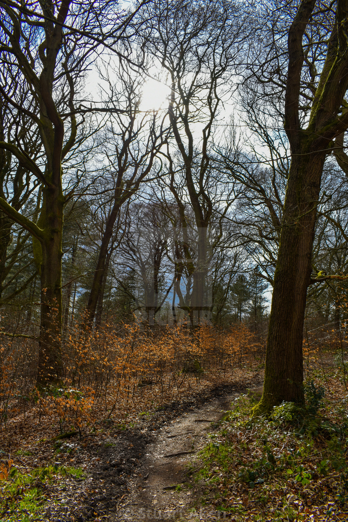 "Forest Walk No20" stock image