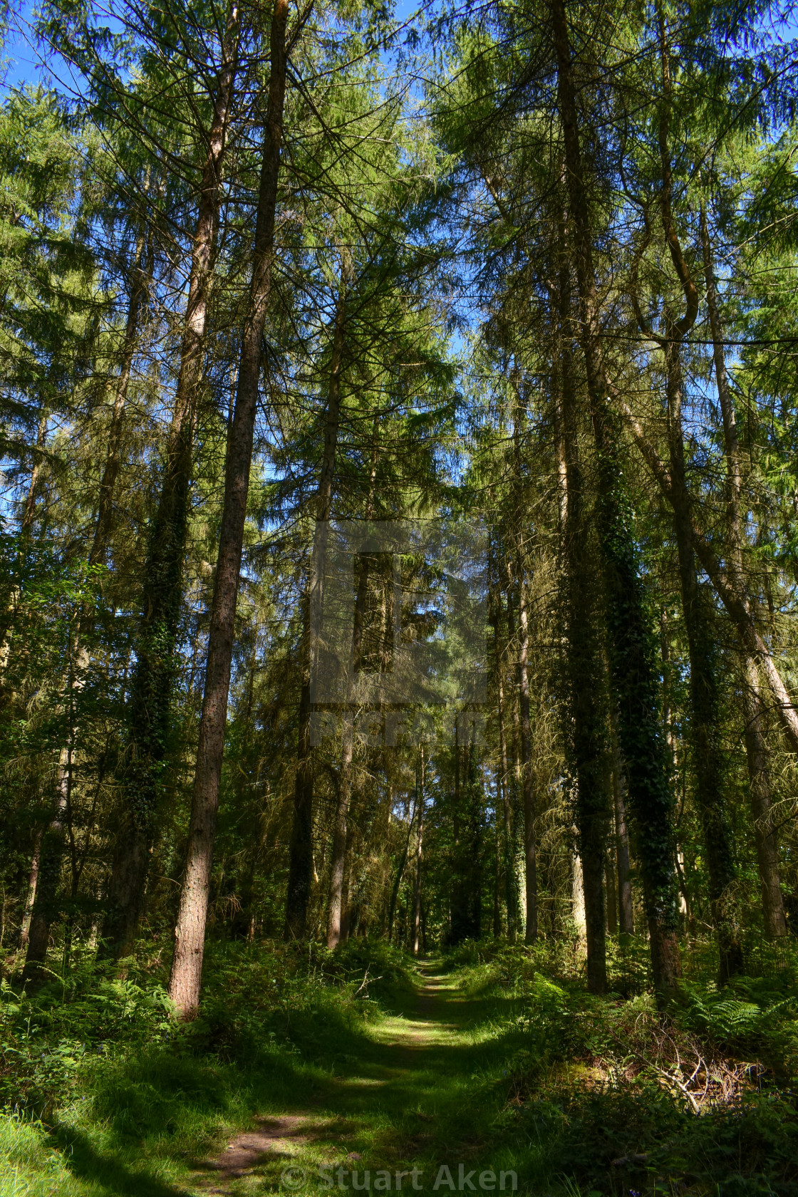 "Forest Walk No26" stock image