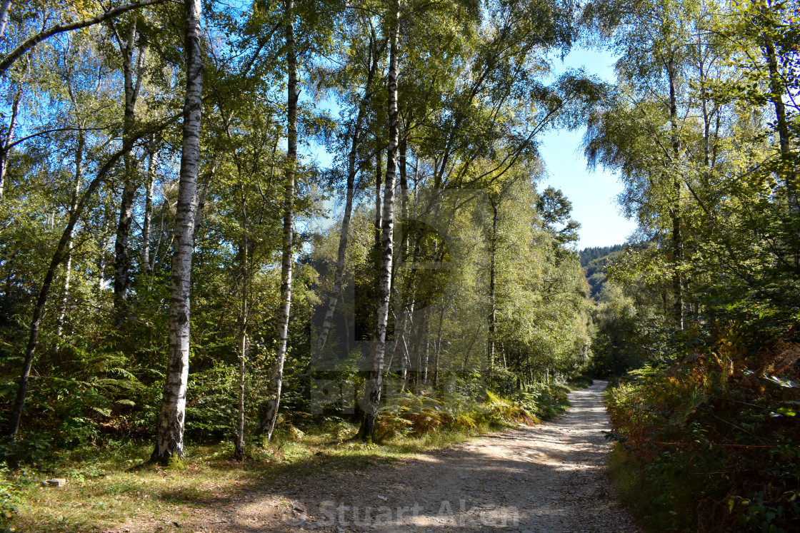 "Woodland Walk from Stresa Mottarone" stock image