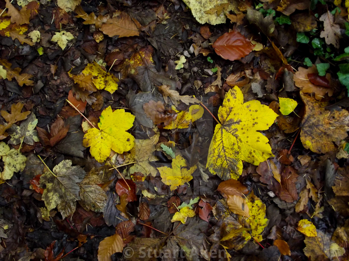 "Yellow Autumn Leaves" stock image