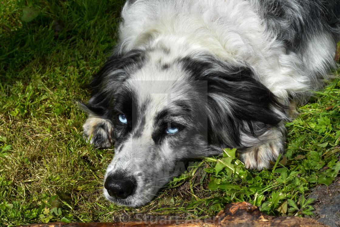 "Border Collie" by Stuart Aken - £7.50 "Border Collie" stock image