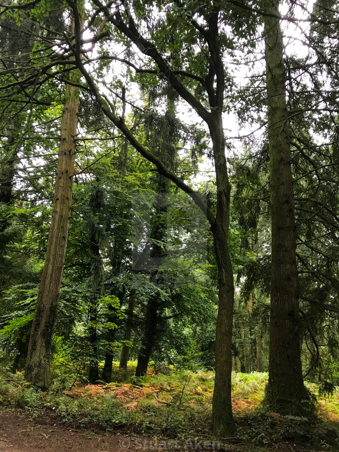 "Dull Day in the Forest" stock image