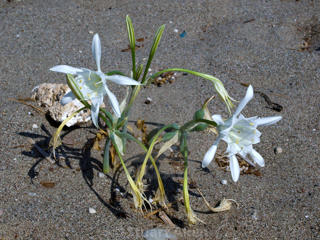 "Pancratium Maritimum" stock image