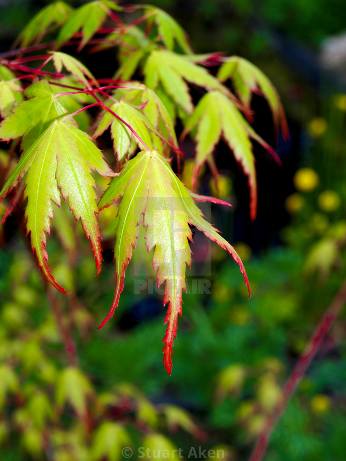 "Acer Leaves" stock image